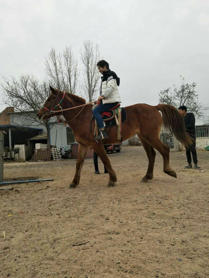 蒙古马400~500kg
