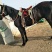 蒙古马400~500kg