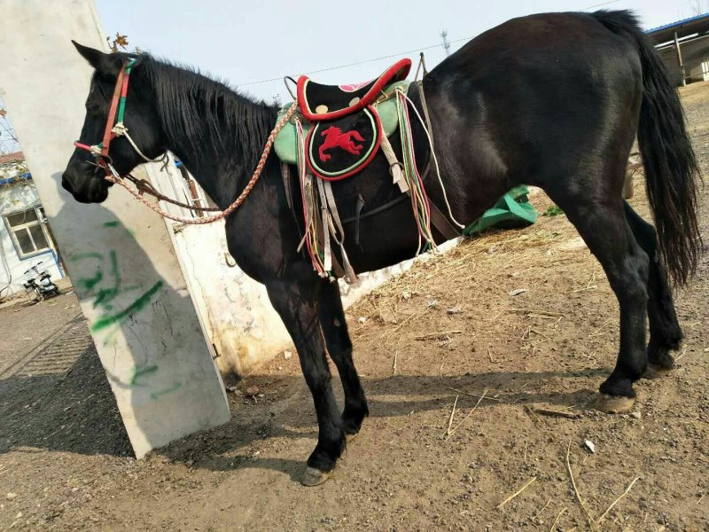 蒙古马400~500kg