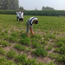 半夏种子95%以上，半夏育苗基地，半夏种茎