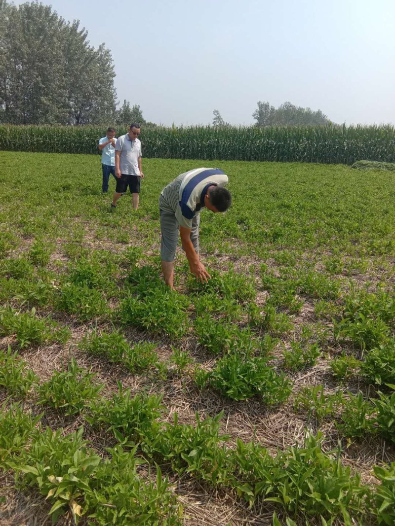 半夏种子95%以上，半夏育苗基地，半夏种茎