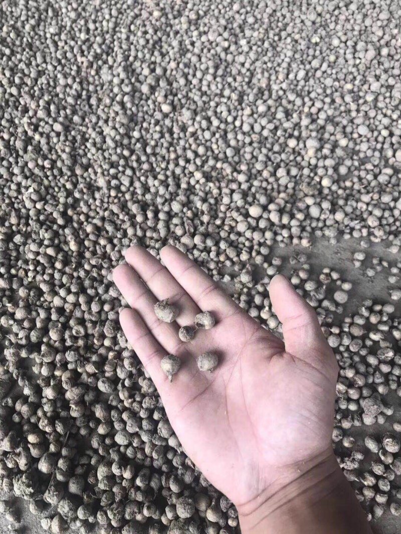 半夏种子98%以上，半夏种茎，半夏种植基地
