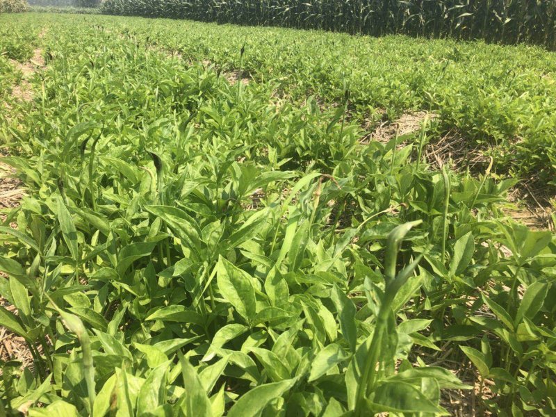 半夏种子98%以上，半夏种茎，半夏种植基地