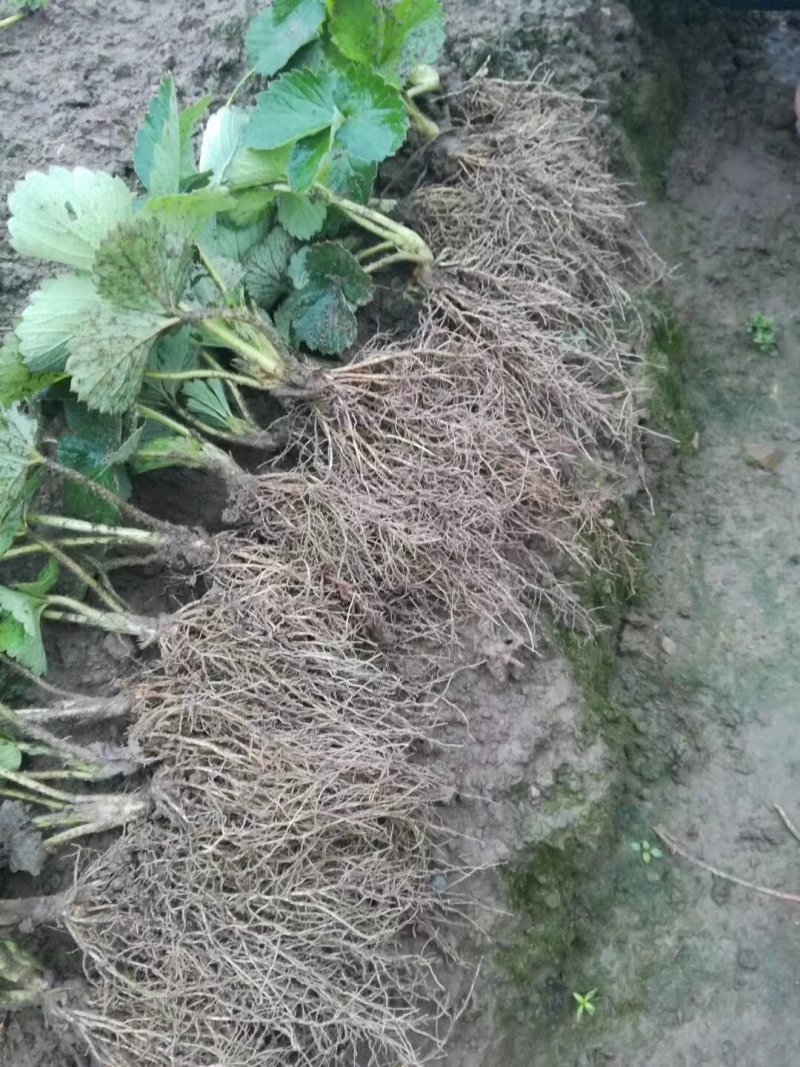 草莓苗，红颜草莓苗，二代脱毒优质红颜草莓苗