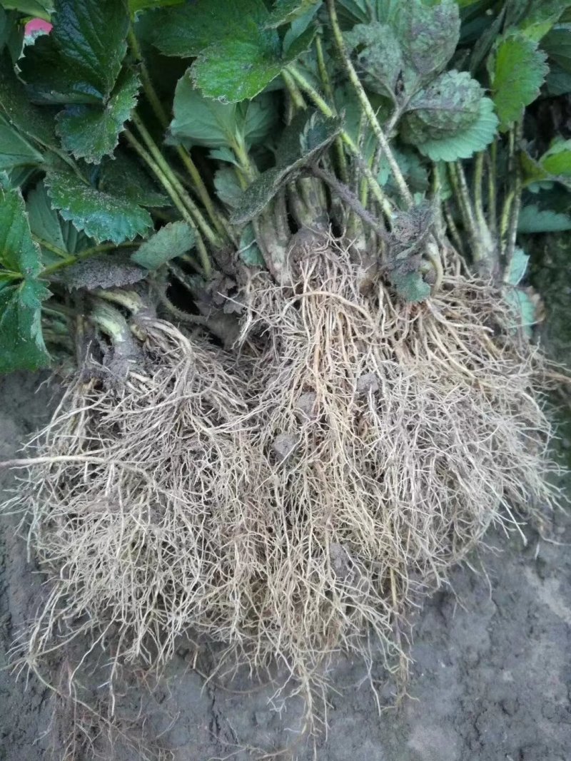 草莓苗，红颜草莓苗，二代脱毒优质红颜草莓苗