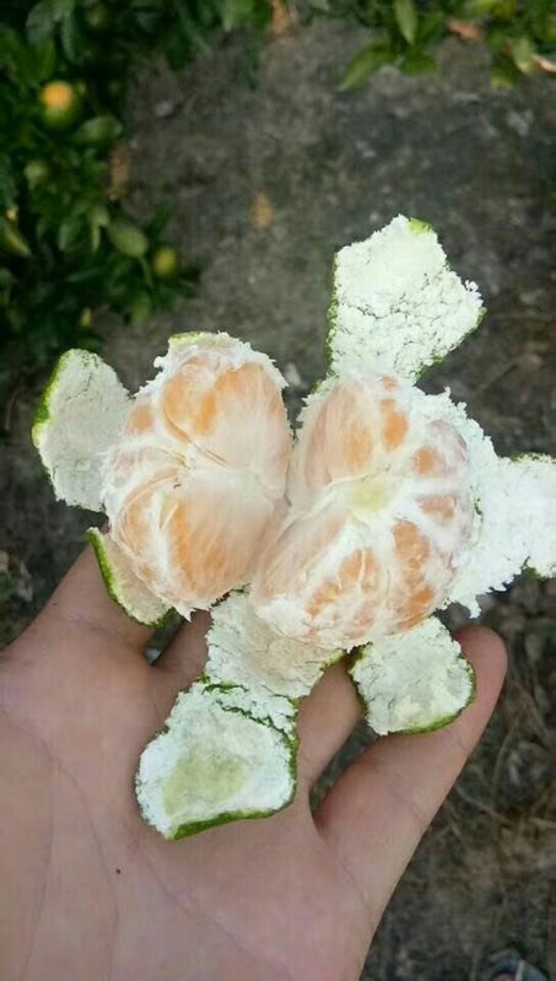 特早熟公川大溥