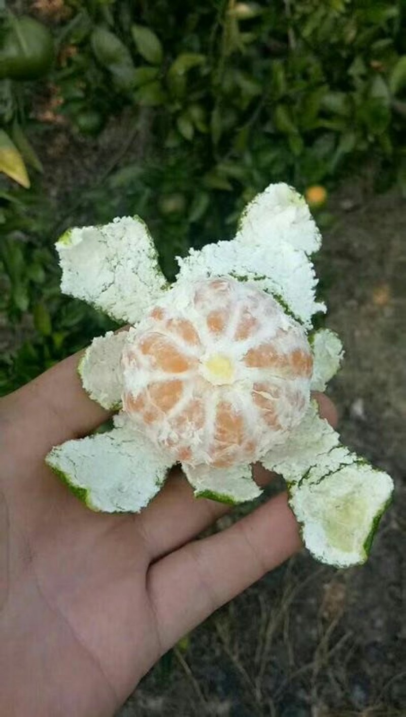 特早熟公川大溥