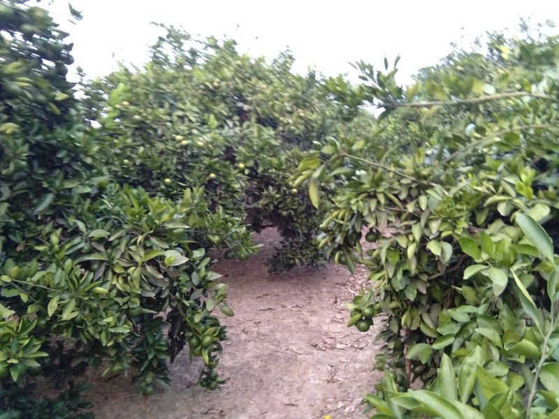 特早熟公川大溥