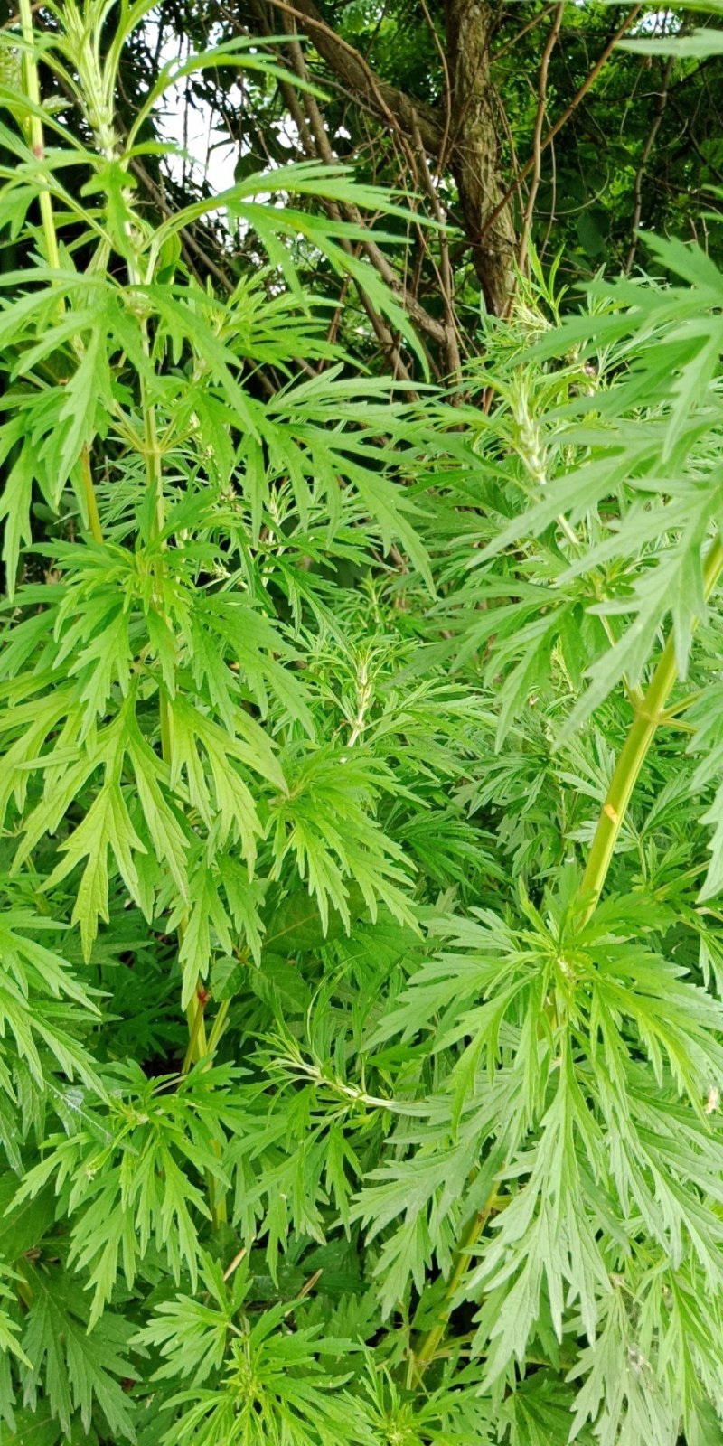 野生家种益母草，个子，颜色好，干度好！