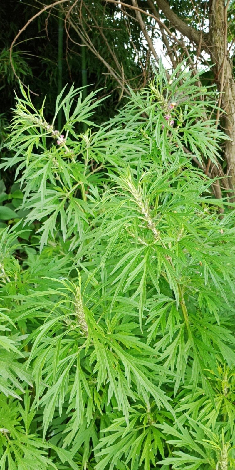 野生家种益母草，个子，颜色好，干度好！