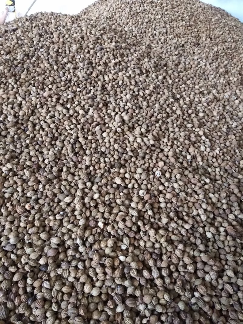 香砂产地一手货源欢迎下单开口少颗粒大全干货