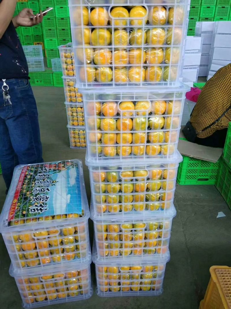 叶桔果园看货，现场采摘保质保量量大从优