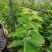 俄罗斯8号樱桃苗，品种纯正，基地直销提供种植技术