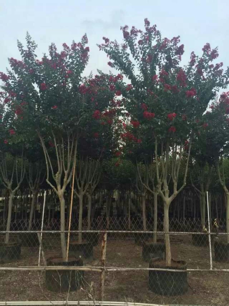 小叶紫薇