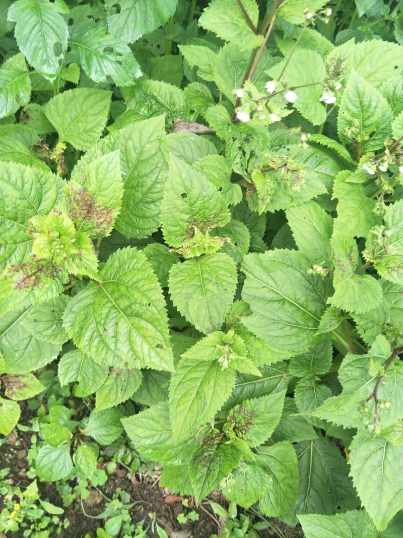 野生夏田菊干货5斤起发货数量有限，先到先得