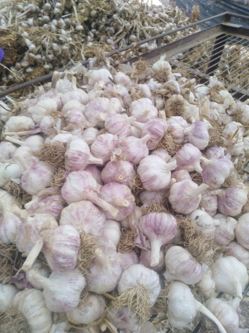 大名蒜种
