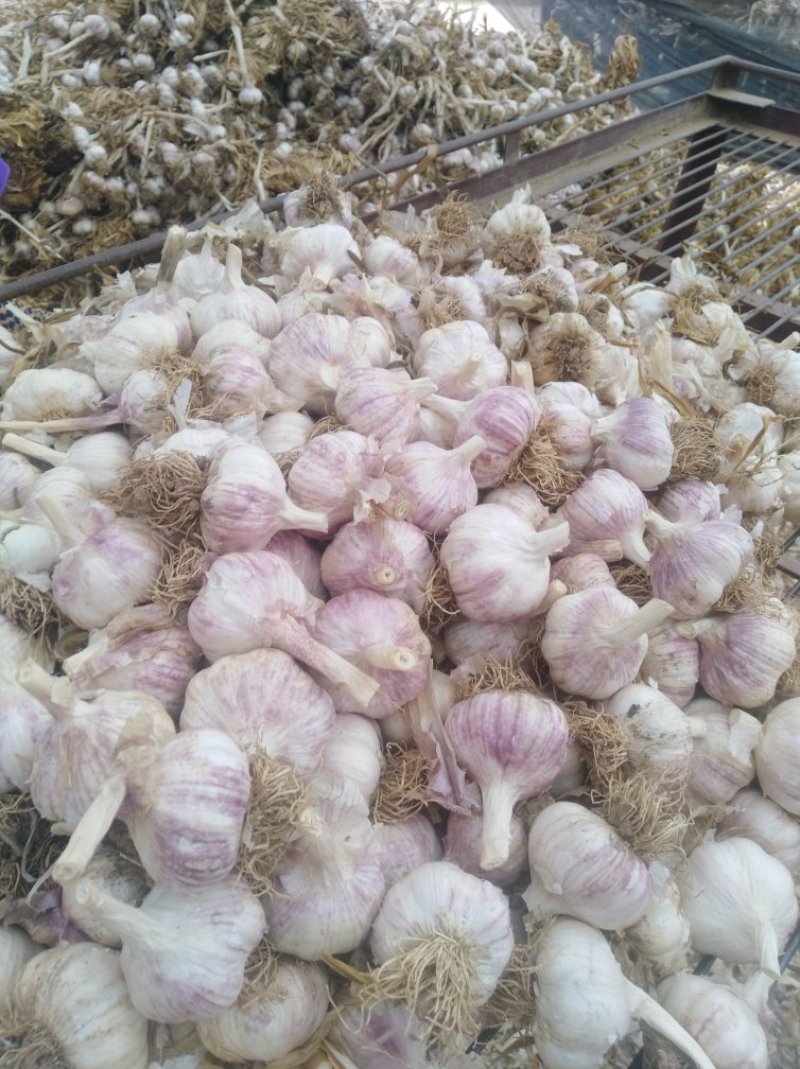 大名蒜种