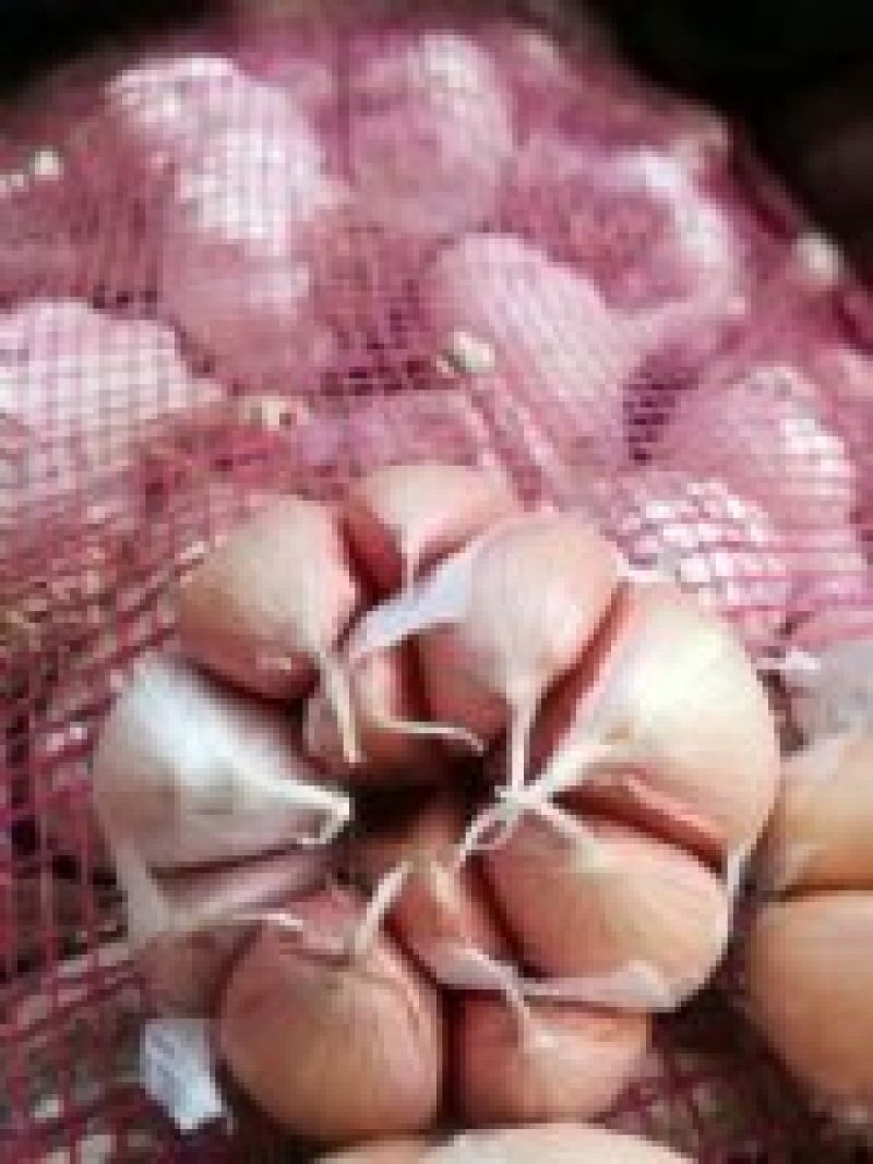 大名蒜种
