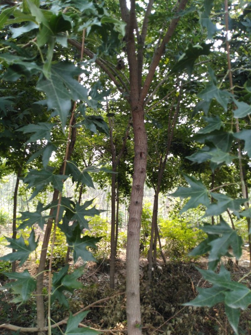 6一8公分