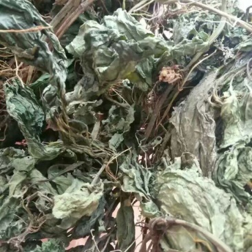 野生夏田菊干货5斤起发货数量有限，先到先得
