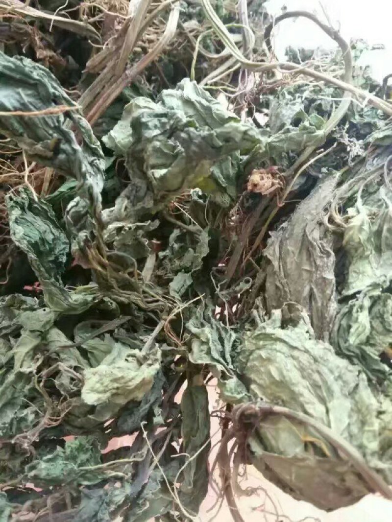野生夏田菊干货5斤起发货数量有限，先到先得