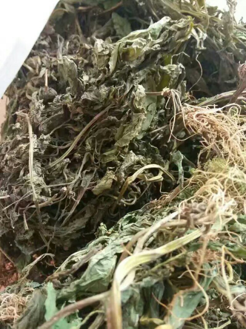 野生夏田菊干货5斤起发货数量有限，先到先得