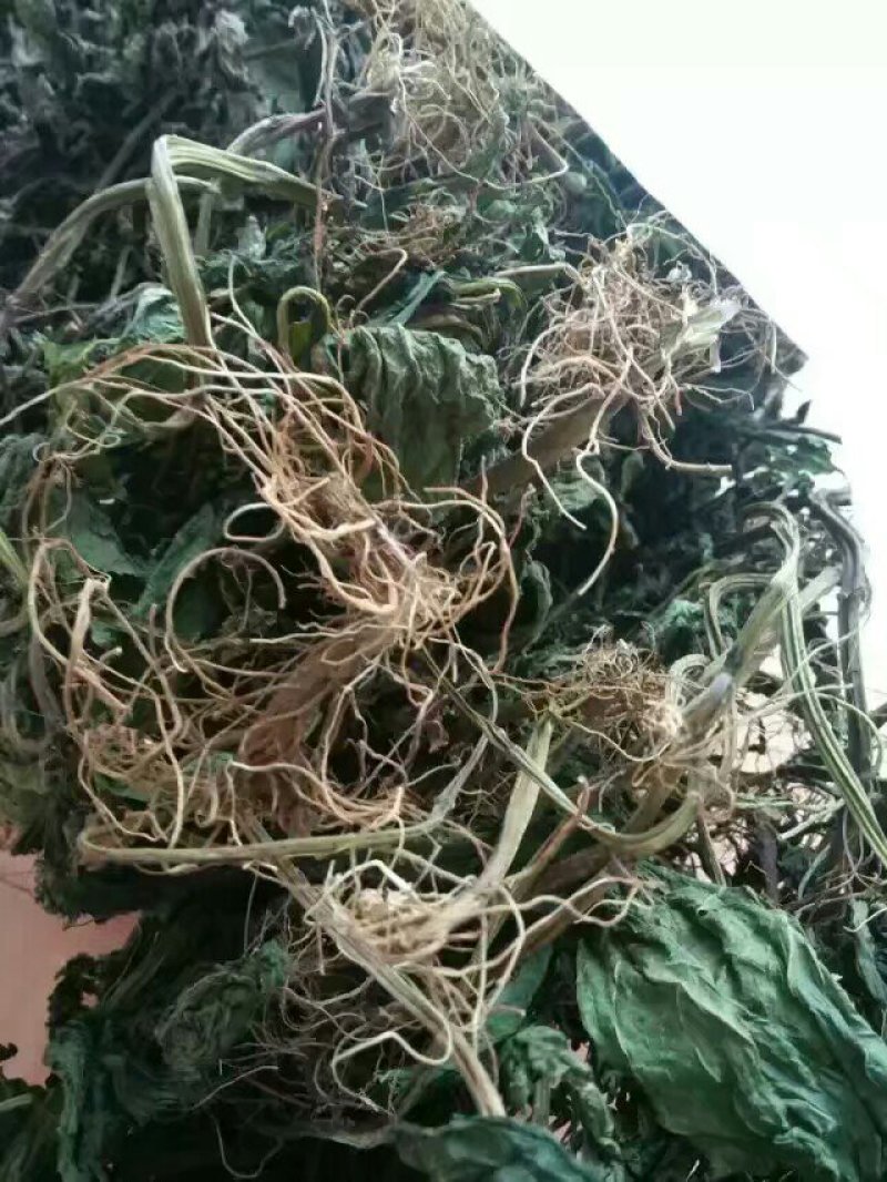 野生夏田菊干货5斤起发货数量有限，先到先得