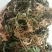 野生夏田菊干货5斤起发货数量有限，先到先得
