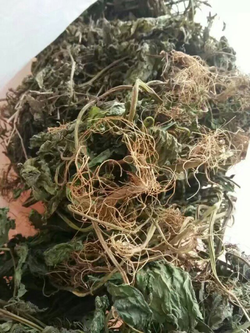 野生夏田菊干货5斤起发货数量有限，先到先得