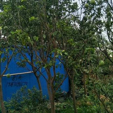 柚子树