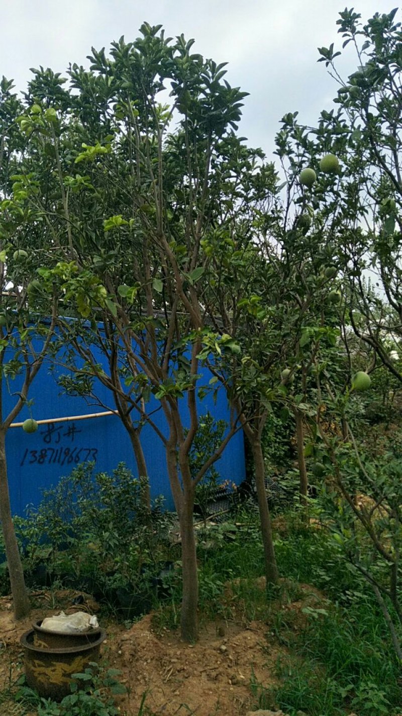 柚子树