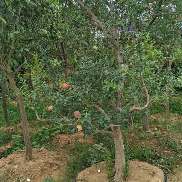 果树