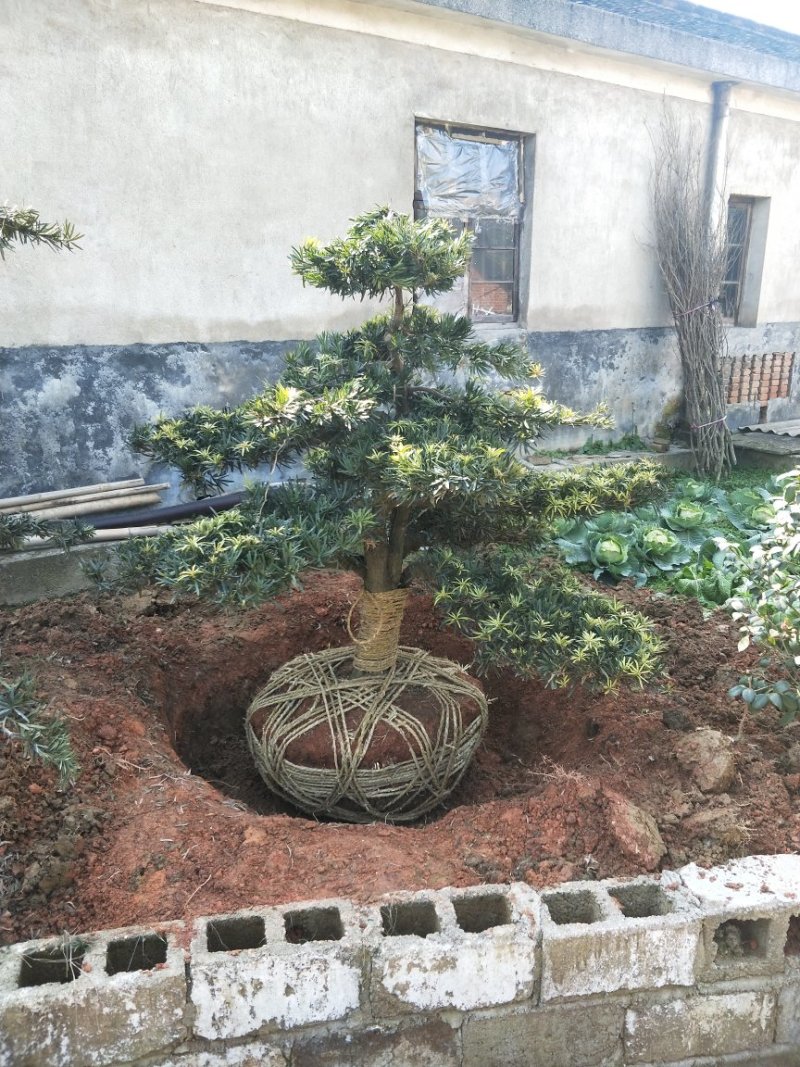 造型罗汉松地径10/15/20/30罗汉松树苗