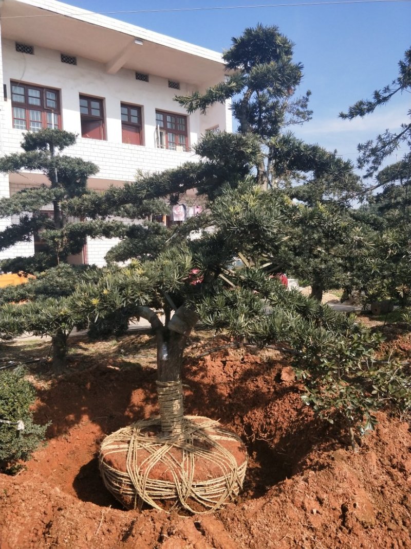 造型罗汉松地径10/15/20/30罗汉松树苗