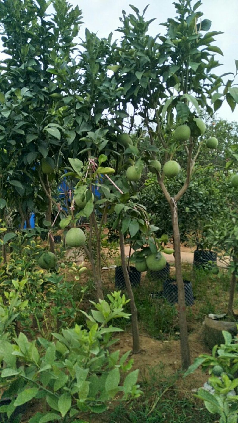 果树