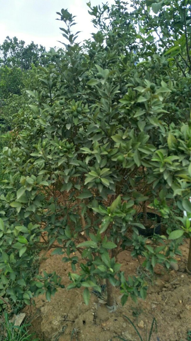 果树