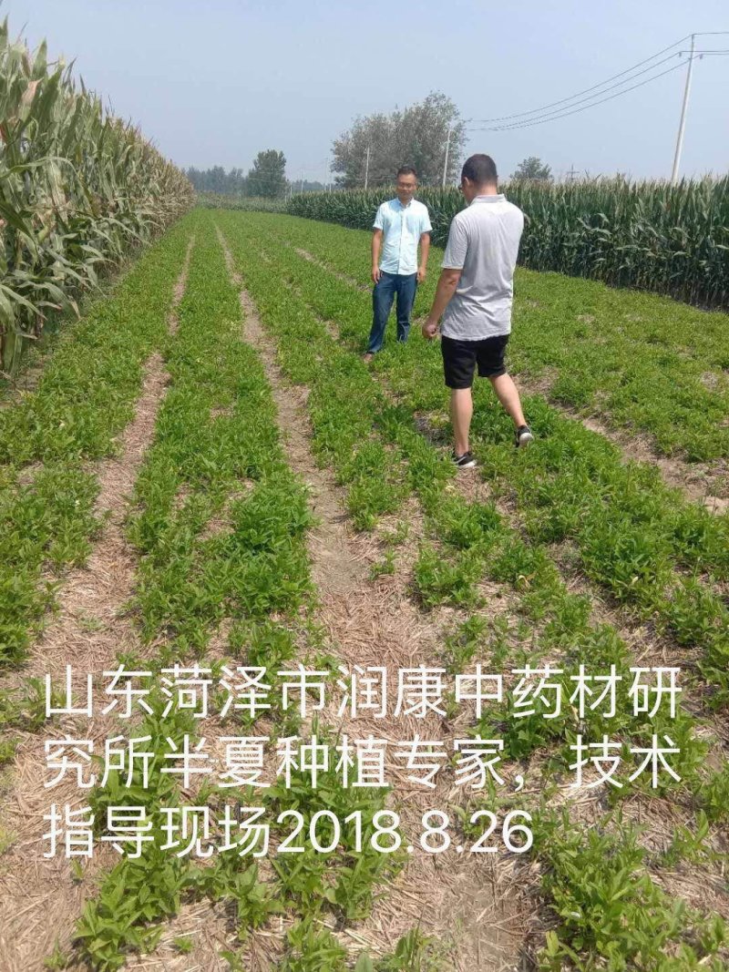 半夏种苗狭三叶高产品种，半夏种植基地