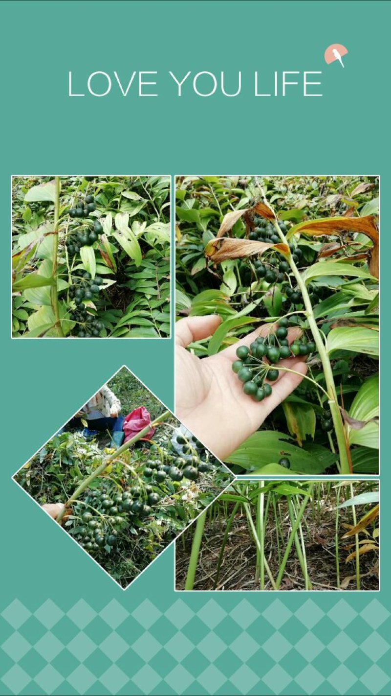 黄精种子，苗，入药典高含量品种，姜型多花甜黄精，基地直供