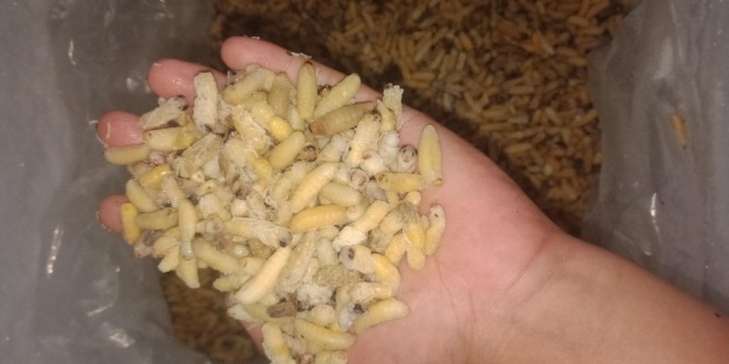 土蜂蜂蛹