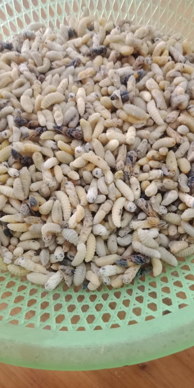 土蜂蜂蛹
