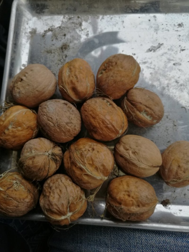 185纸皮核桃/阿克苏新2核桃