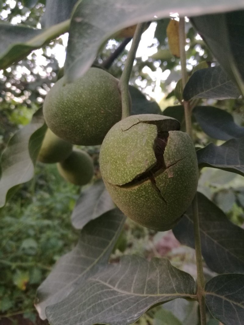 185纸皮核桃/阿克苏新2核桃