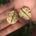 185纸皮核桃/阿克苏新2核桃