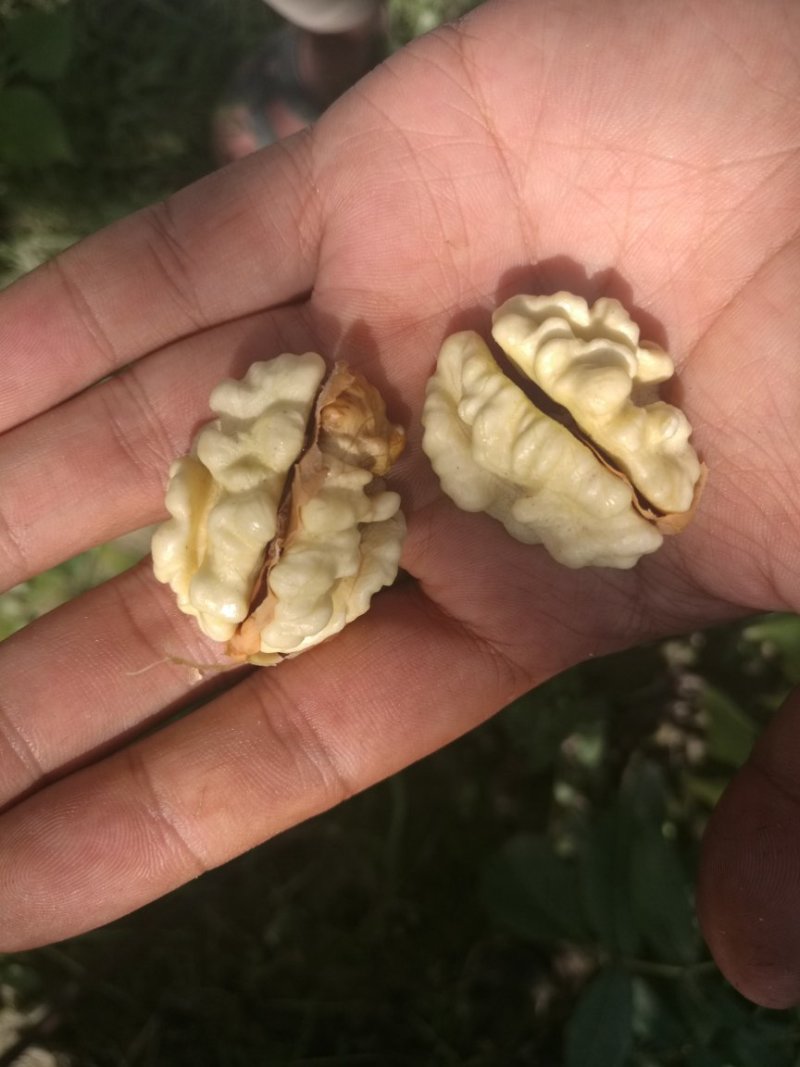 185纸皮核桃/阿克苏新2核桃