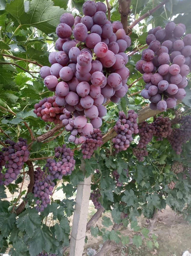 红提葡萄
