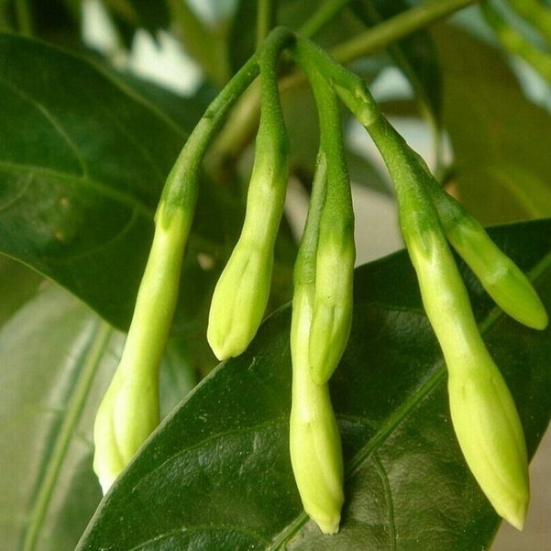 夜来香花树苗九里香夜来香盆栽花卉植物室内驱蚊花苗浓香四季