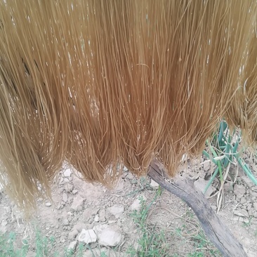 长年出销粉条粉皮量大优惠