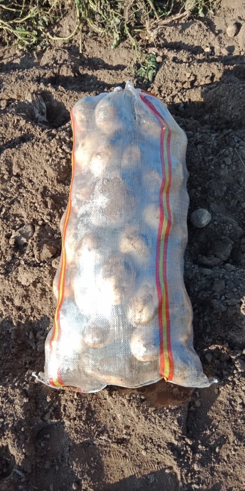 河北土豆大量上市，一手货源，量大从优。