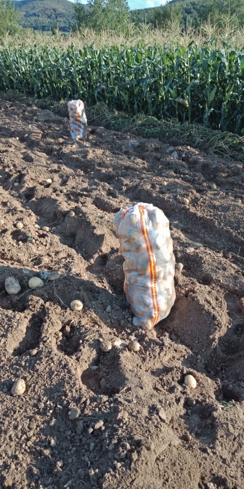 河北土豆大量上市，一手货源，量大从优。