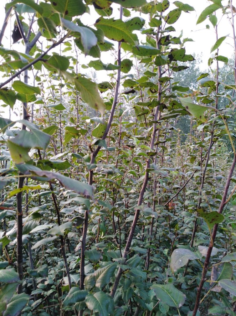 梨树苗，3年生挂果早酥红梨苗，基地直供，果色鲜艳口感好